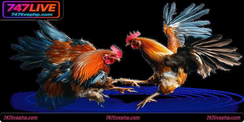 Key Factors to Consider Before Engaging in 747live Cockfighting