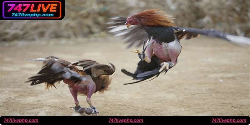 How to Bet on 747live Cockfighting