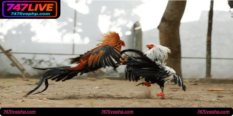 FAQ: Frequently Asked Questions About 747live Cockfighting