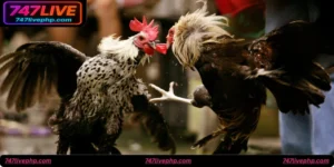 Royal Cockfight